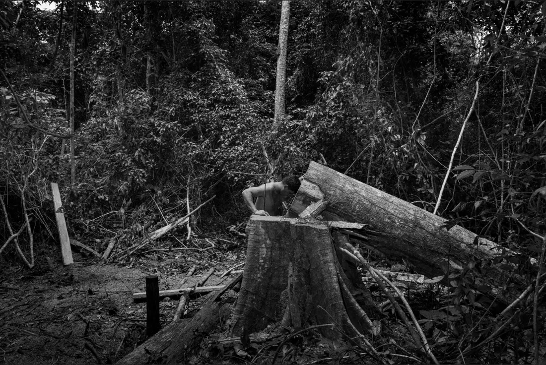 Un garde forestier Guajajara découvrant un arbre abbatu par des exploitants illégaux